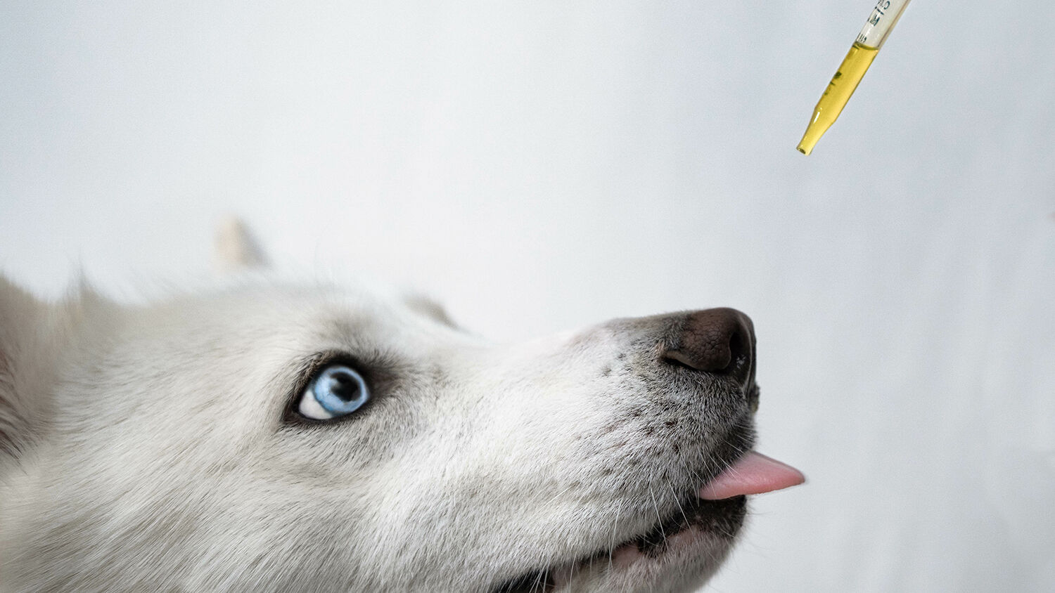 Dog taking CBD Hemp Oil from Tincture Dropper
